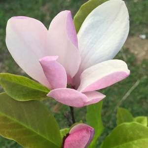 Meet your Posher, Jlene